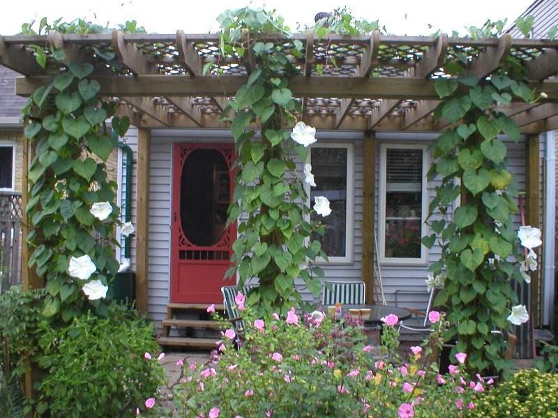 Moonflowers: A Nighttime Bloom (image credits: wikimedia)