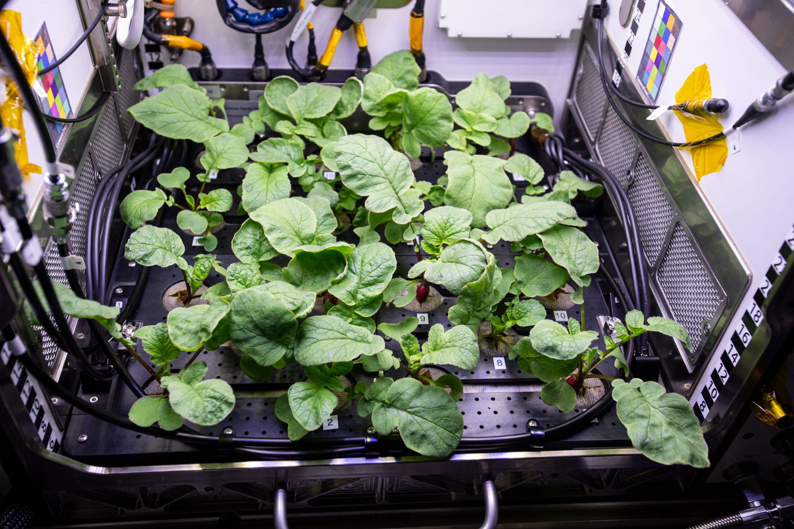 Gravitational Pull and Plant Growth (image credits: wikimedia)