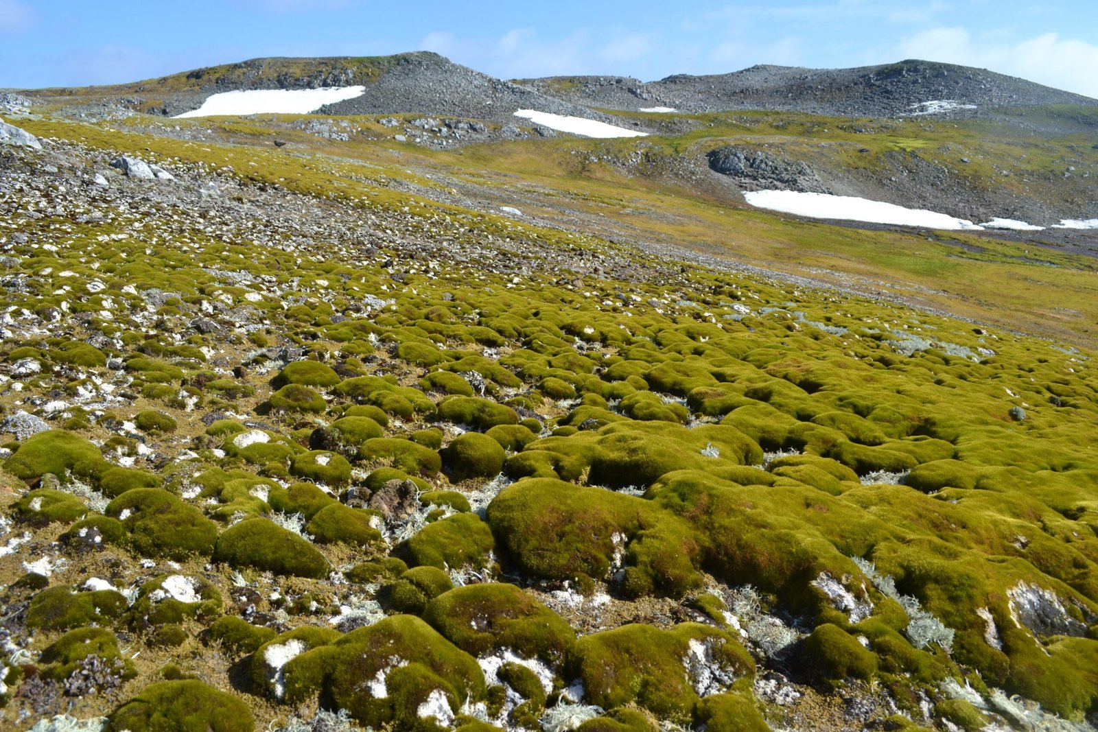 The Resilient Nature of Antarctic Moss (image credits: wikimedia)