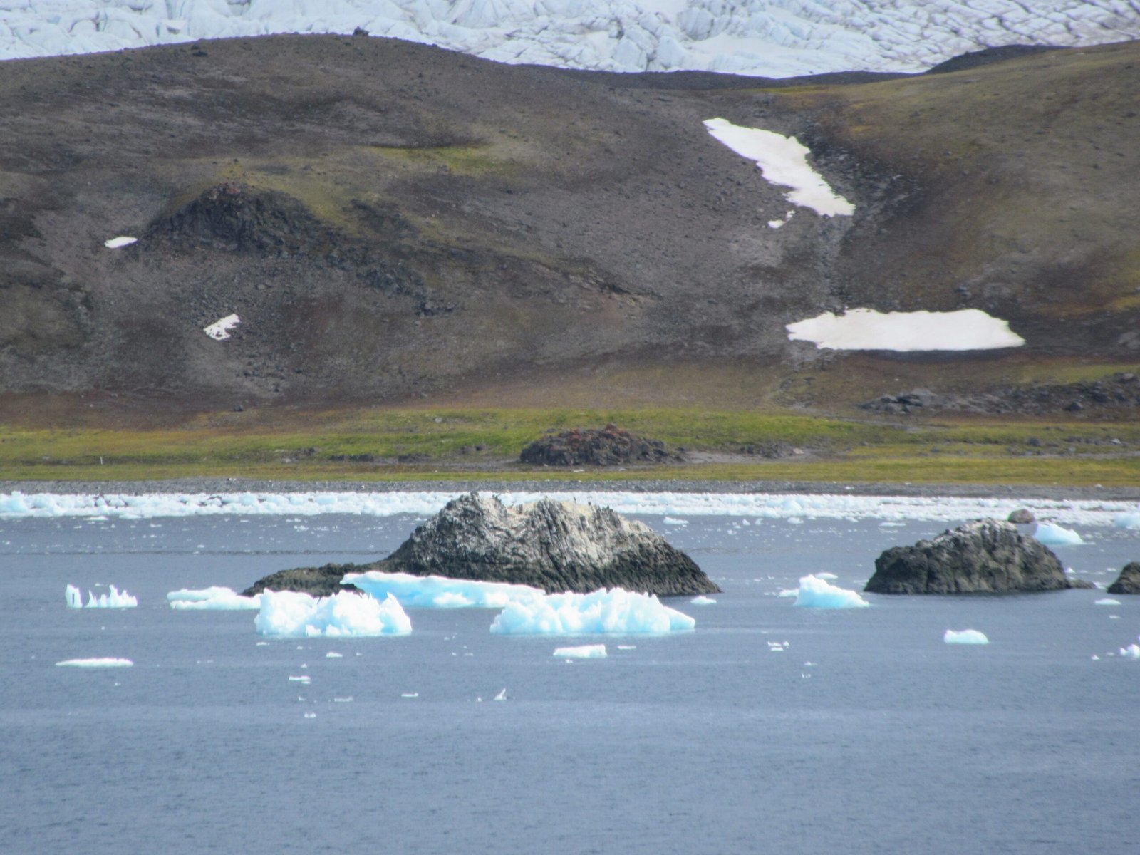 Reviving After Centuries (image credits: wikimedia)