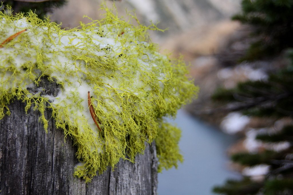 Conservation Efforts and the Importance of Moss (image credits: wikimedia)