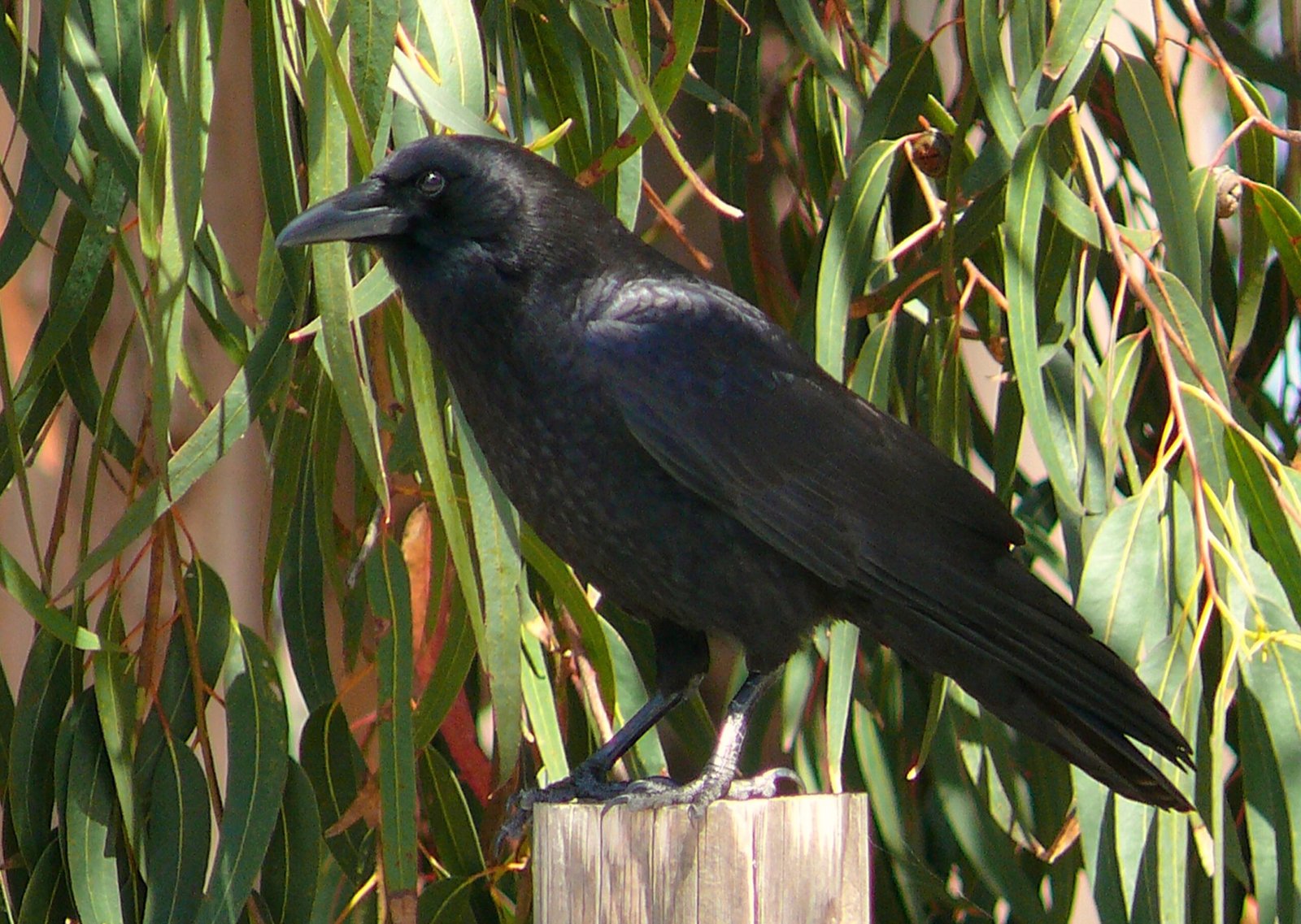 The Role of Play in Cognitive Development (image credits: wikimedia)