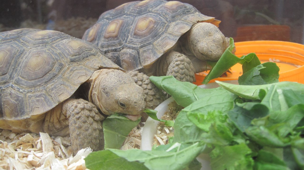 The Role of Tortoises in Ecosystems (image credits: wikimedia)