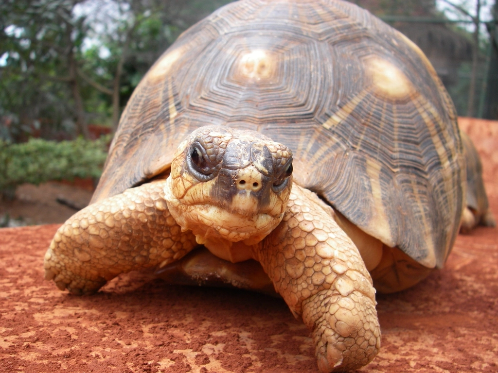 The Tortoise as a Symbol (image credits: rawpixel)