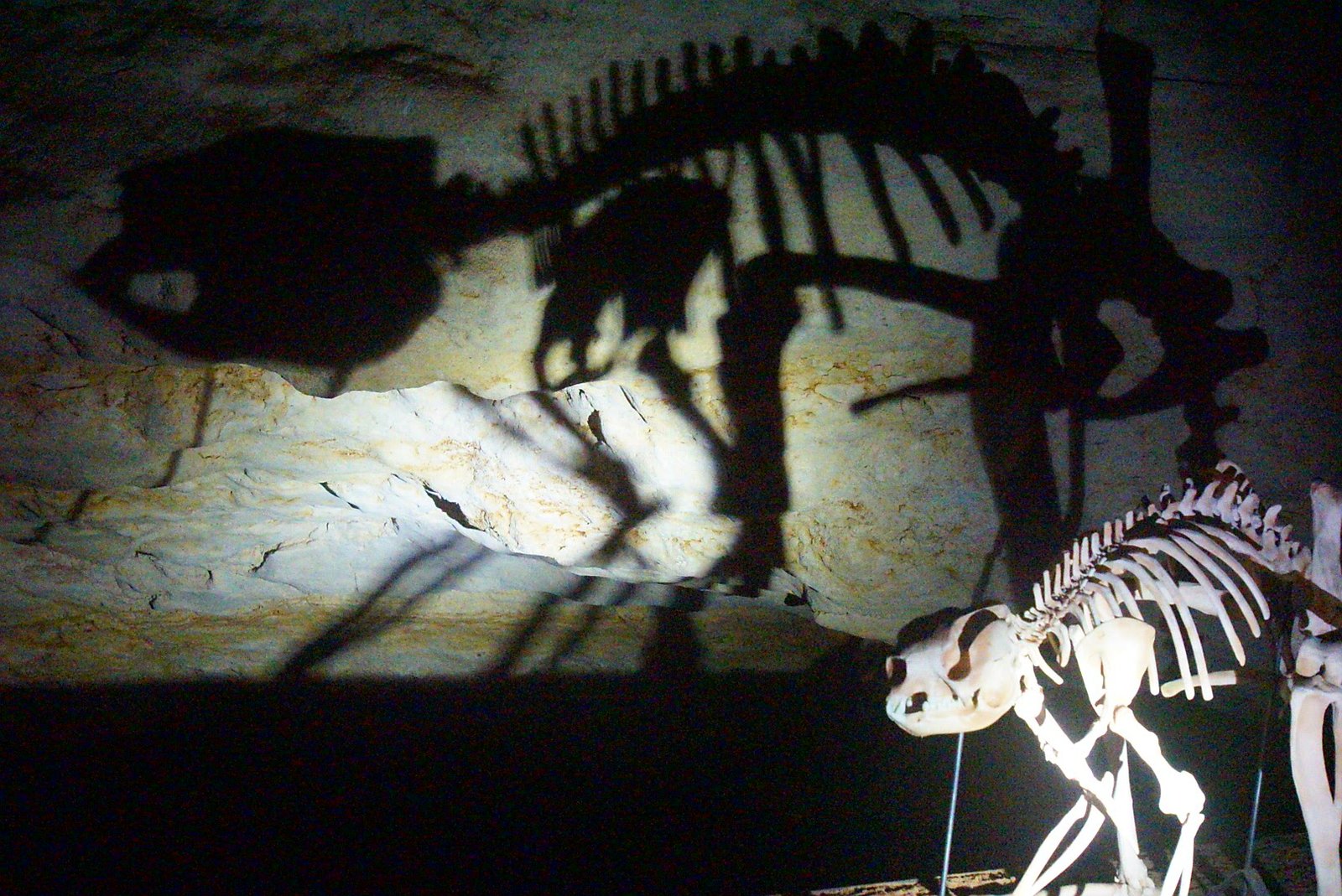Unearthing the Giants: Discovering Fossil Evidence (image credits: wikimedia)