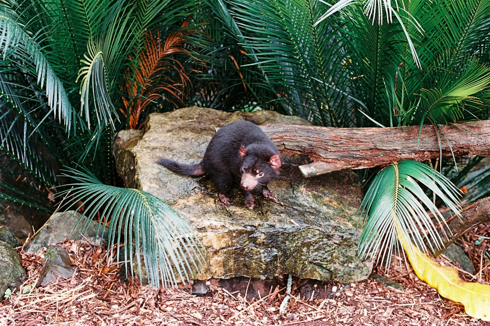 The Role of the Tasmanian Devil in the Ecosystem (image credits: wikimedia)