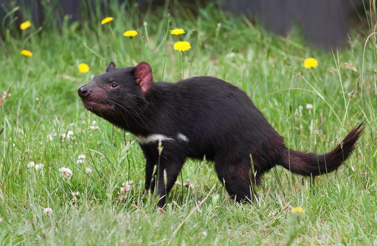 The Road to Reintroduction (image credits: wikimedia)