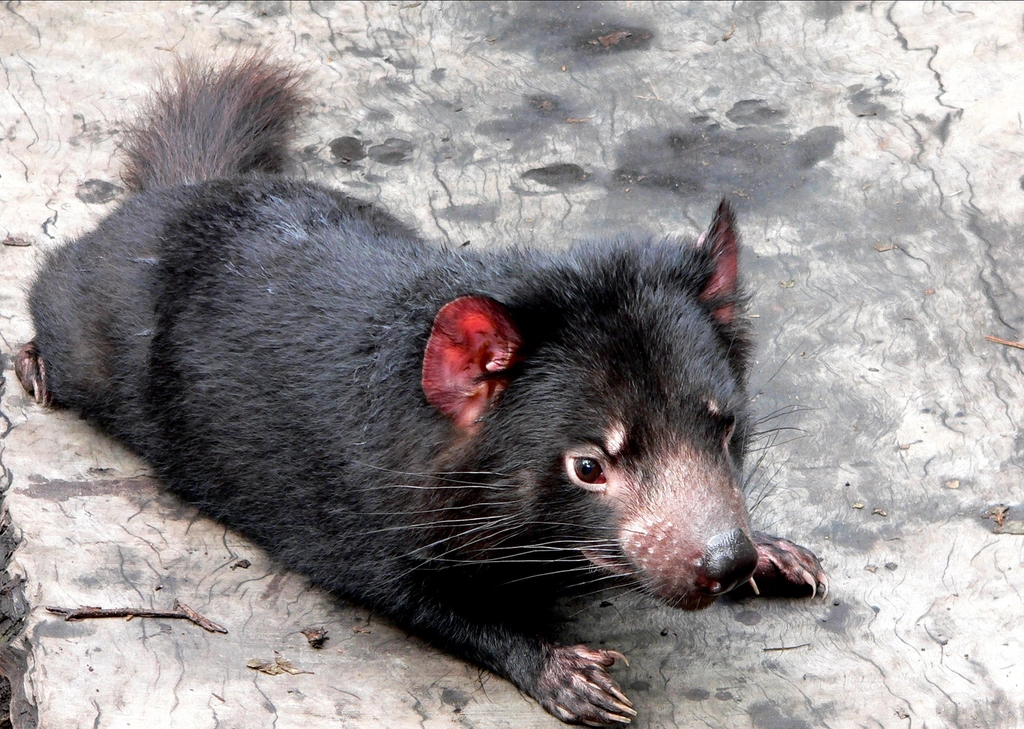 Challenges Faced During Reintroduction (image credits: rawpixel)