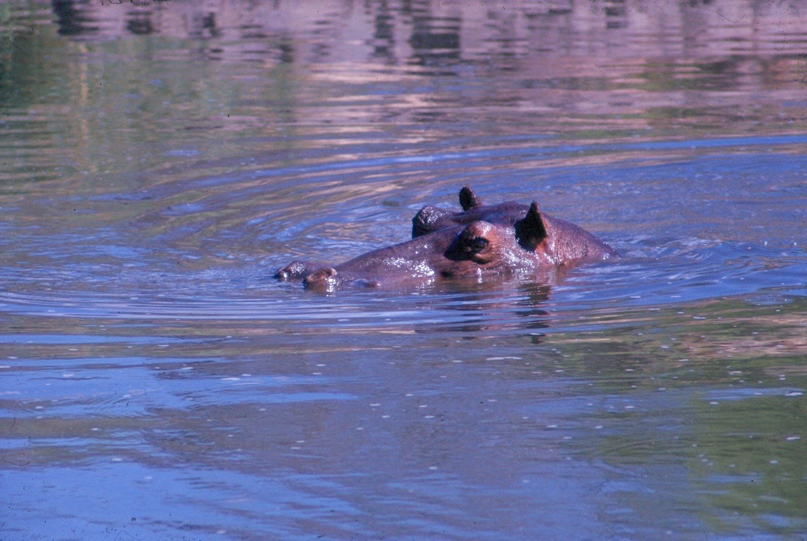 Creating Habitats: Hippos as Ecosystem Engineers (image credits: wikimedia)