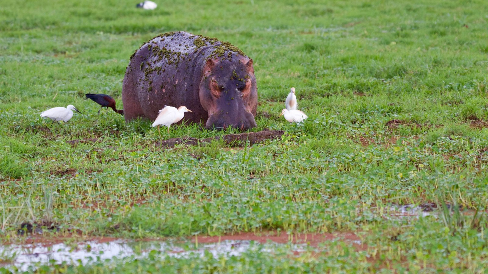 The Ripple Effect: Hippos and Human Communities (image credits: wikimedia)