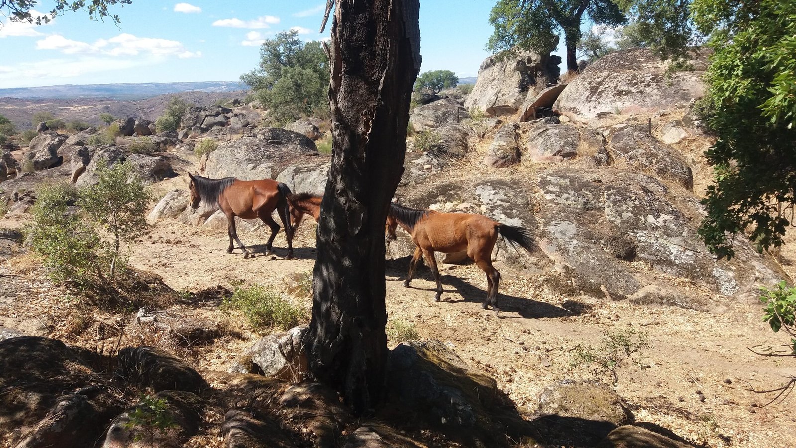 Conservation Efforts: Protecting a Living Heritage (image credits: wikimedia)