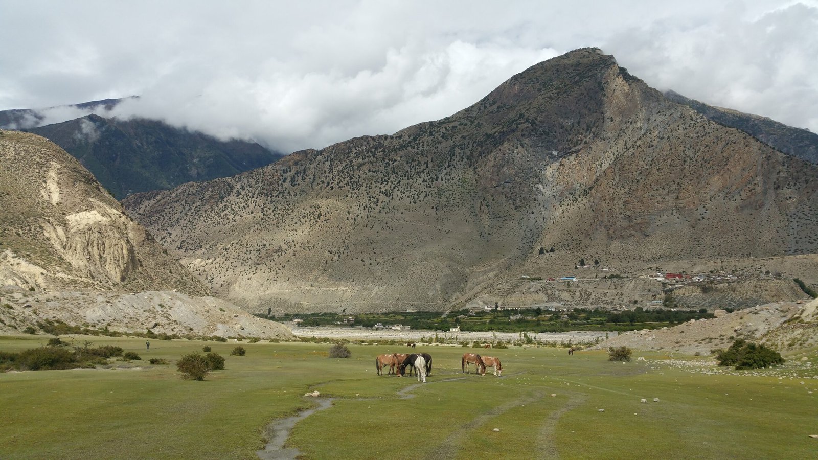 The Future of Wild Horses in Portugal: A Call to Action (image credits: wikimedia)