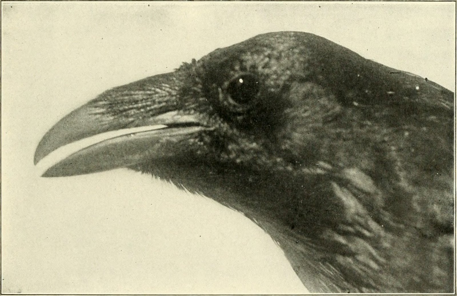 Crows: The Crafty Problem Solvers (image credits: wikimedia)