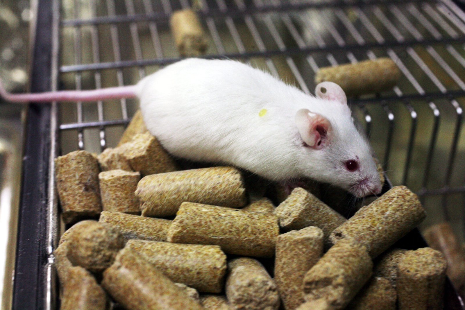 A Breakthrough with Glow-in-the-Dark Mice (image credits: wikimedia)