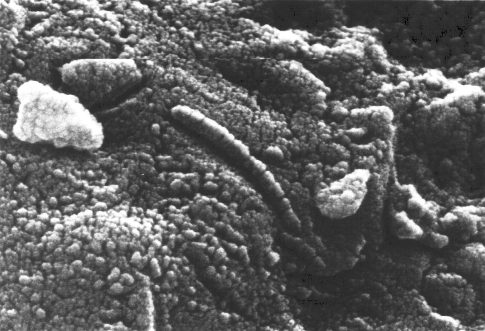 What is the Panspermia Hypothesis? (image credits: wikimedia)