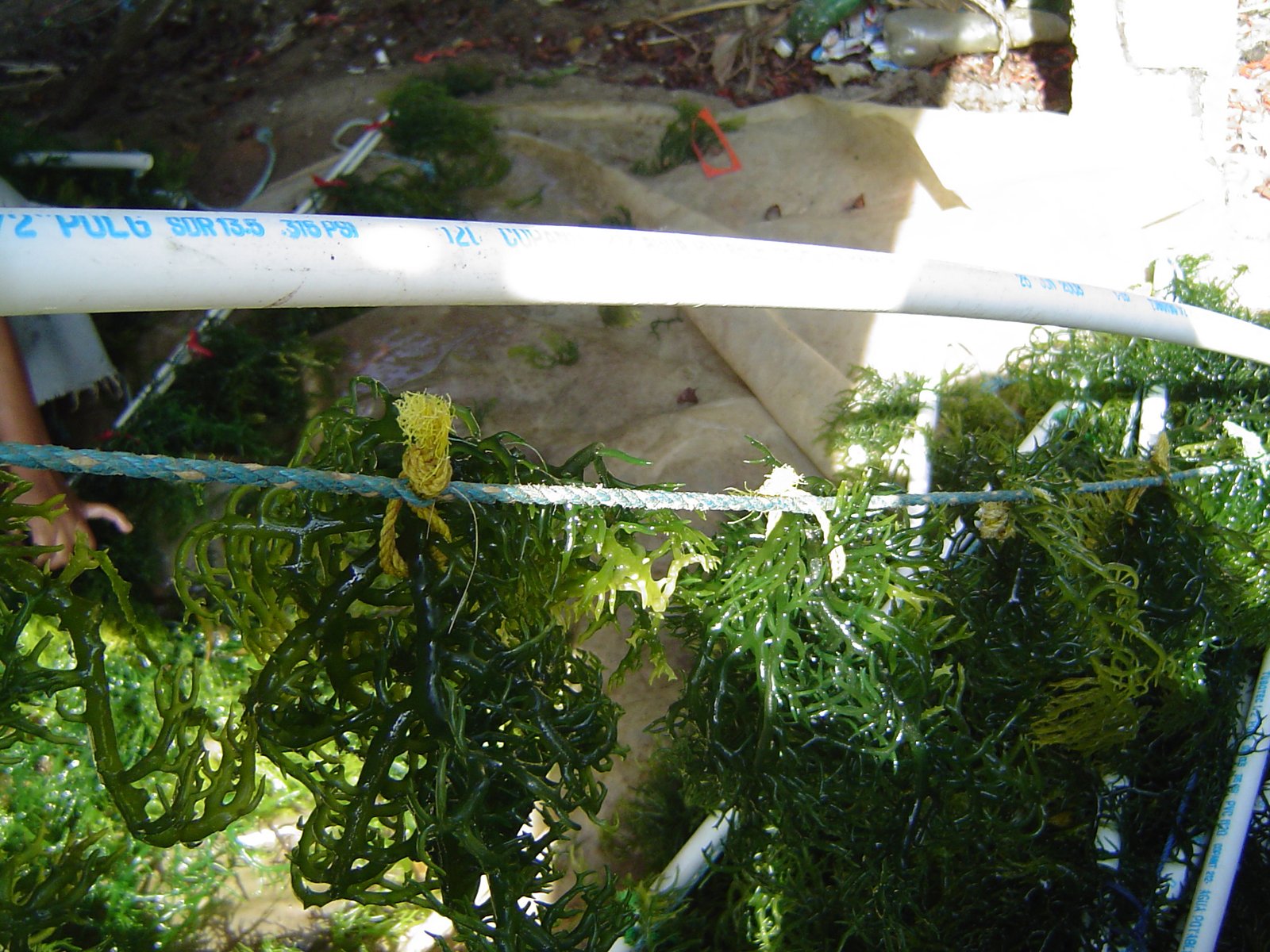 Case Studies: Successful Algae Projects (image credits: wikimedia)