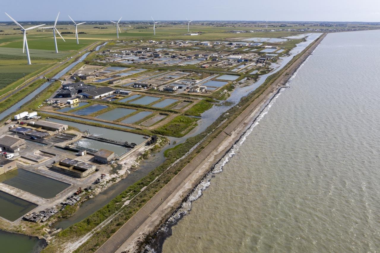 Algae and the Circular Economy (image credits: wikimedia)