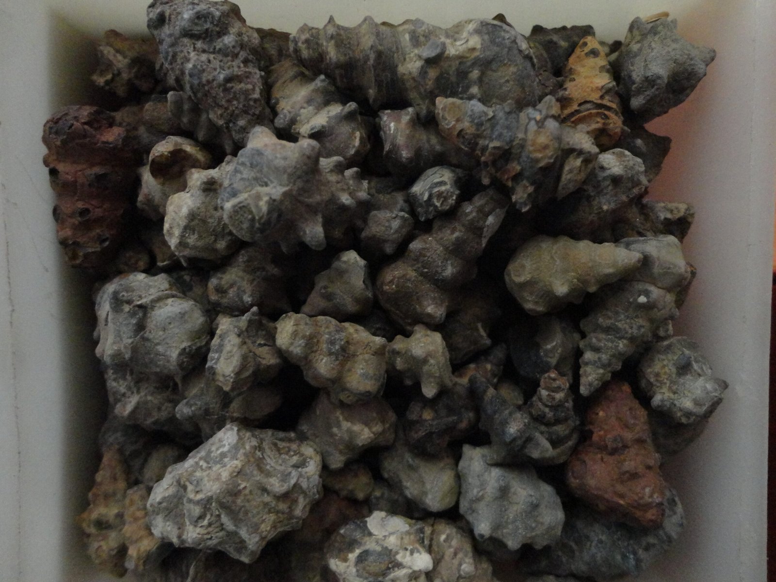 An Array of Marine Fossils (image credits: wikimedia)