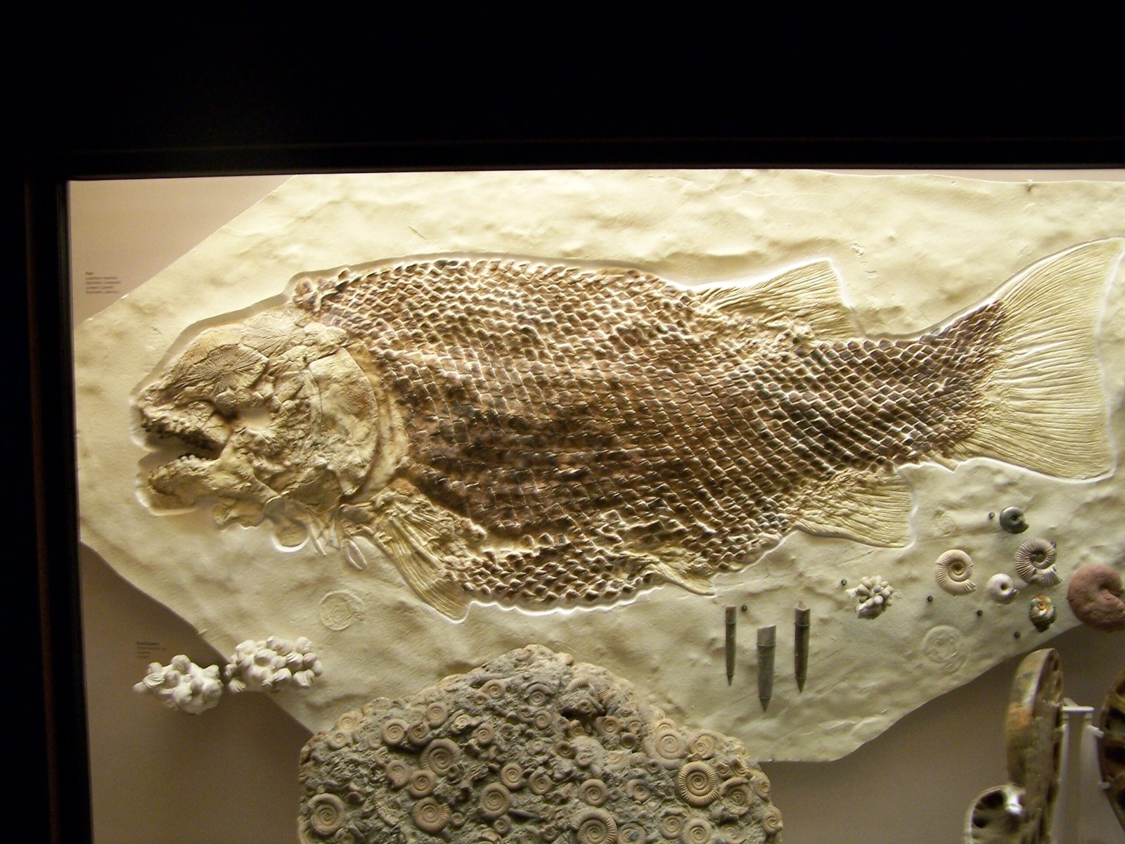 Insights into Ancient Climate Conditions (image credits: wikimedia)