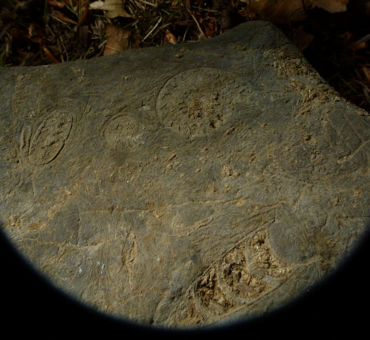 Italy's Fossils and the Story of Mass Extinctions (image credits: wikimedia)