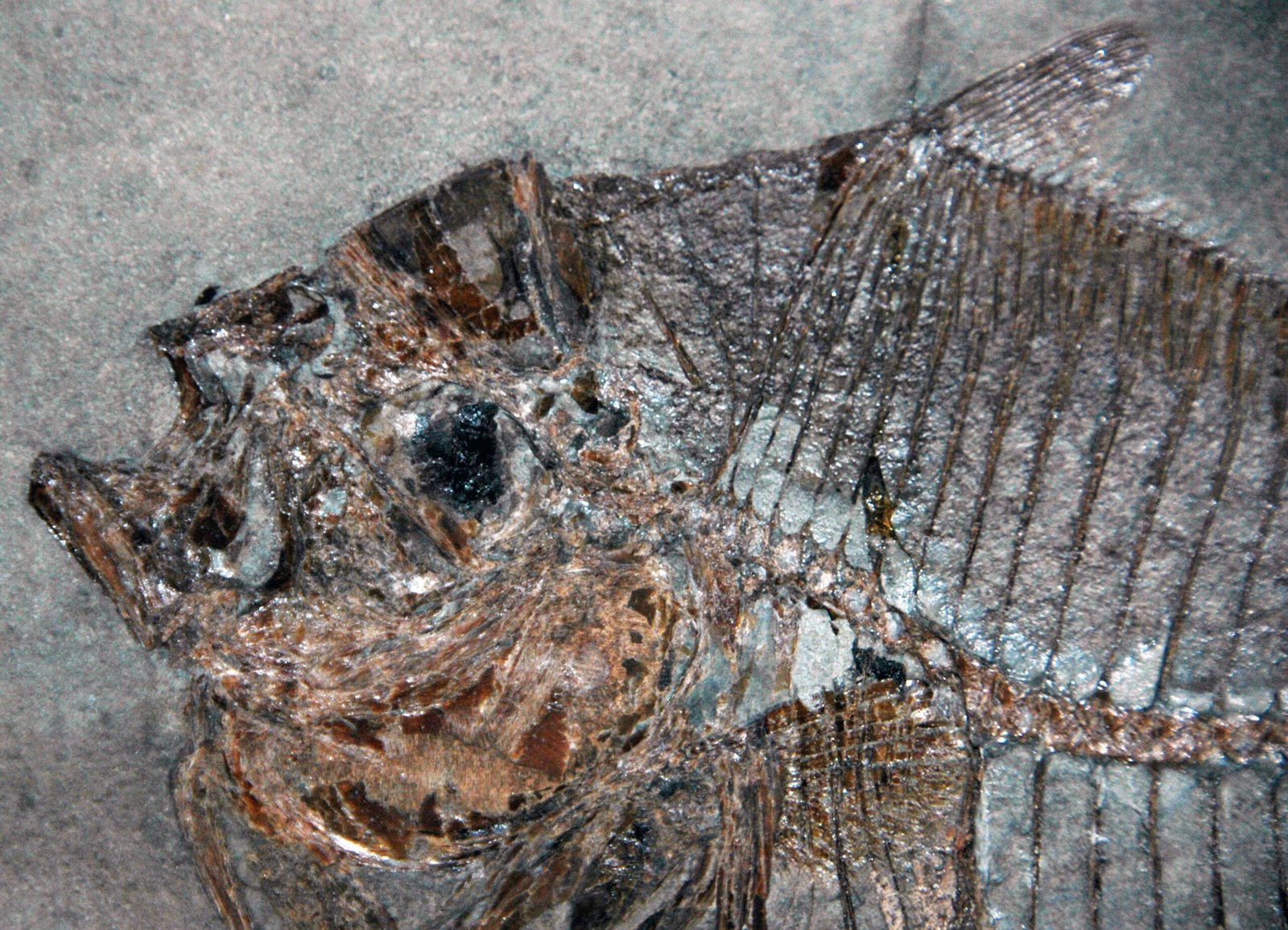 Continued Exploration and Discovery (image credits: wikimedia)