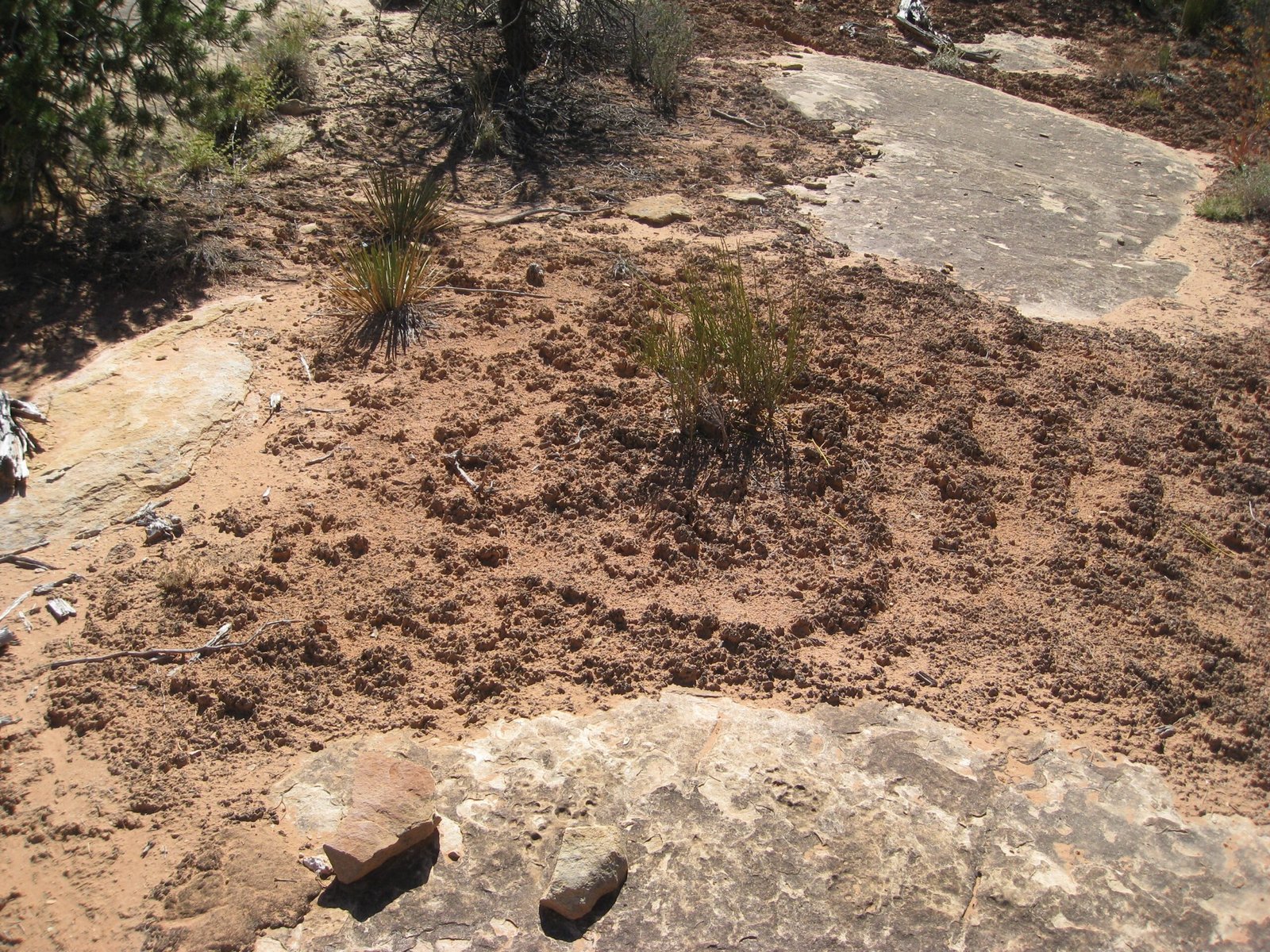 The Legacy of Cyanobacteria (image credits: wikimedia)
