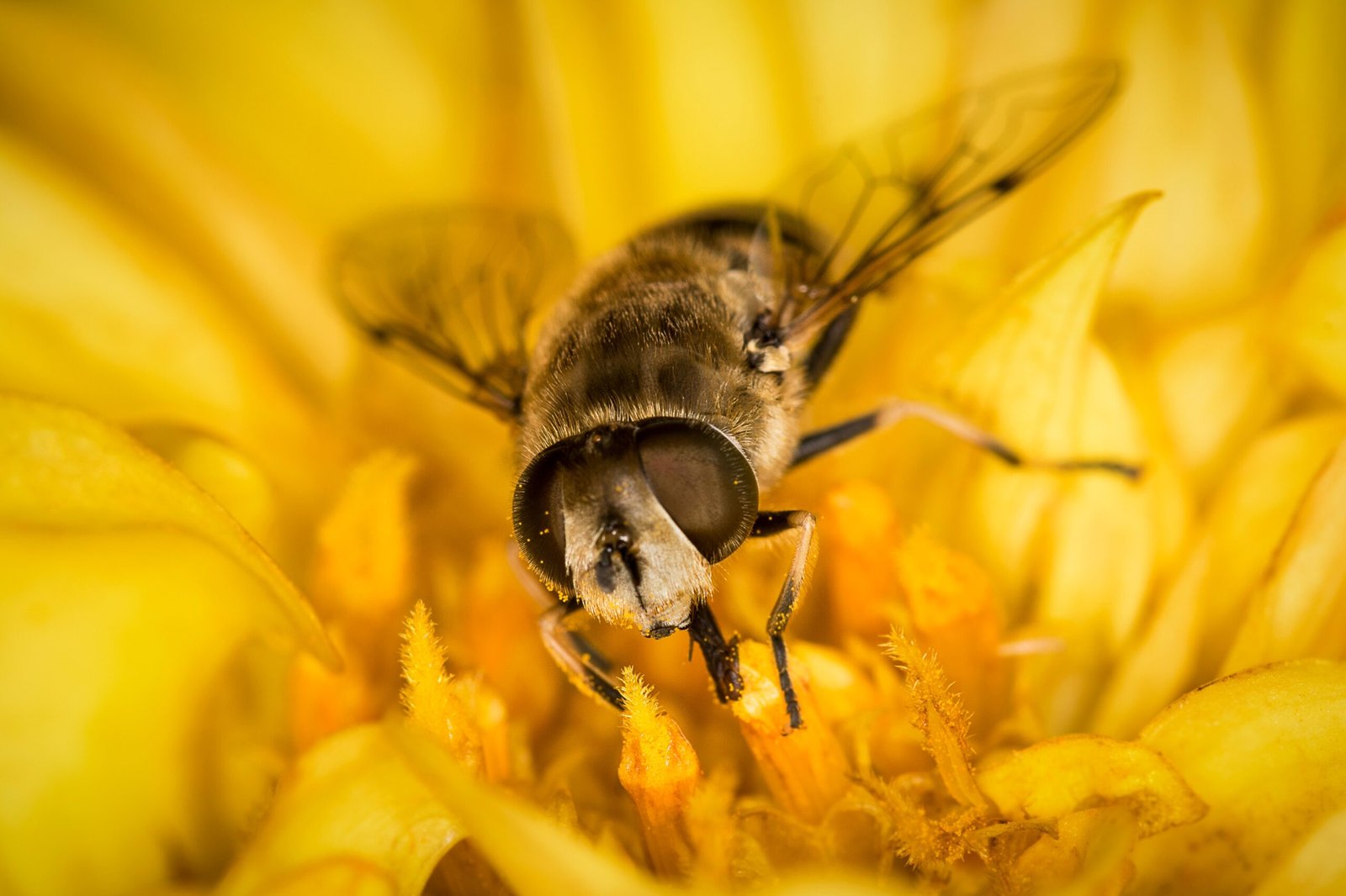 The Evolutionary Arms Race: Predator and Prey (image credits: wikimedia)