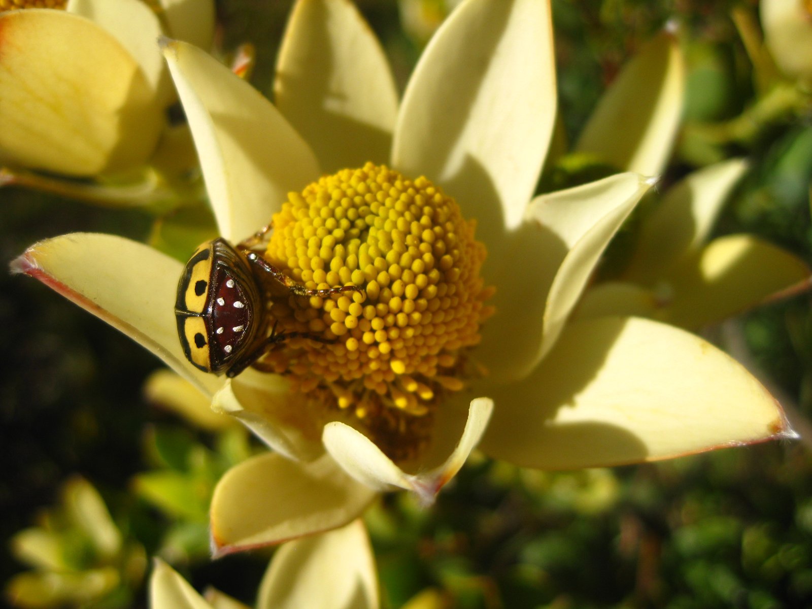 Challenges of Mimicry: Limitations and Risks (image credits: wikimedia)