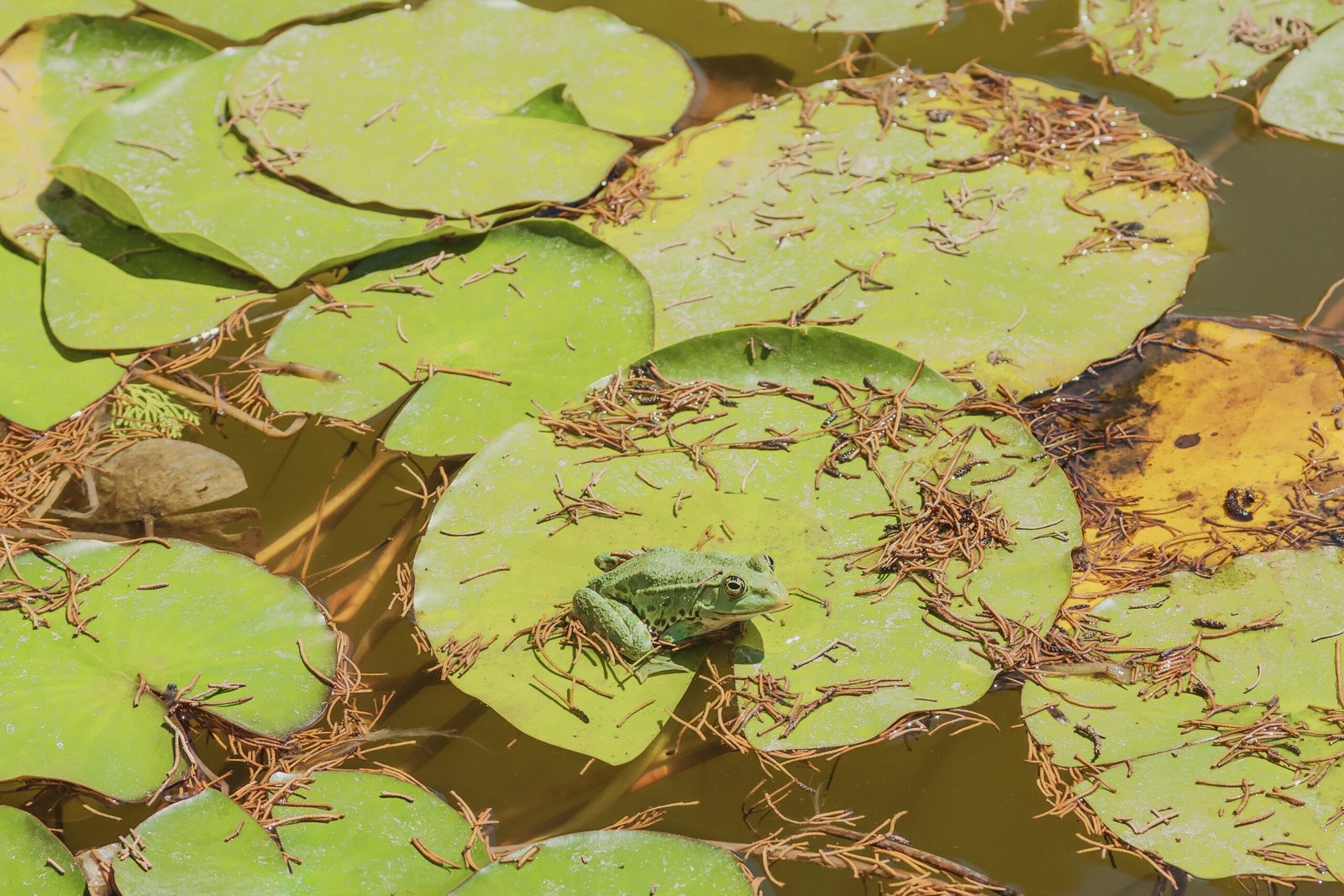 Mimicry and Human Perception: What We Can Learn (image credits: wikimedia)