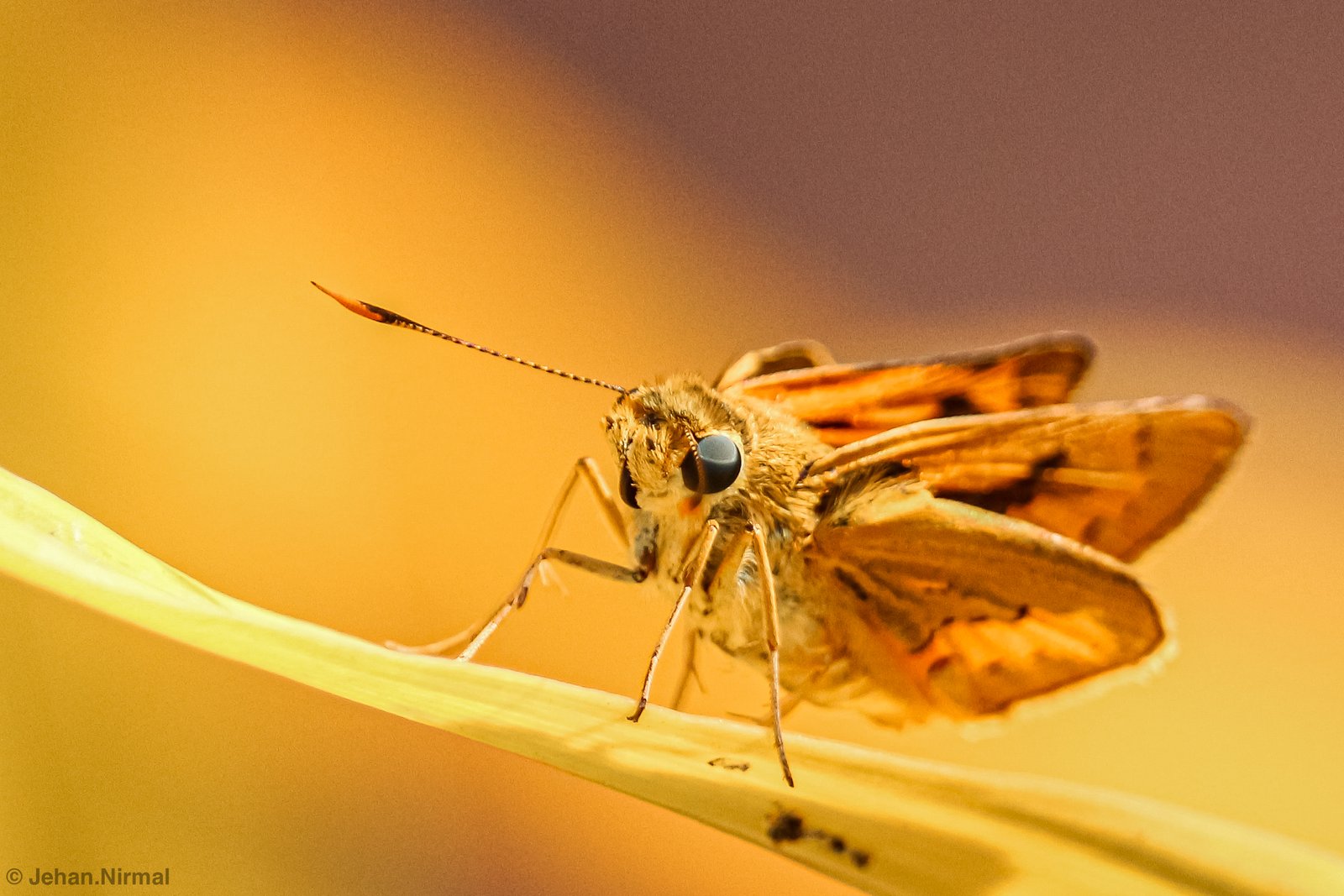 Conclusion: The Enduring Enigma of Mimicry (image credits: wikimedia)