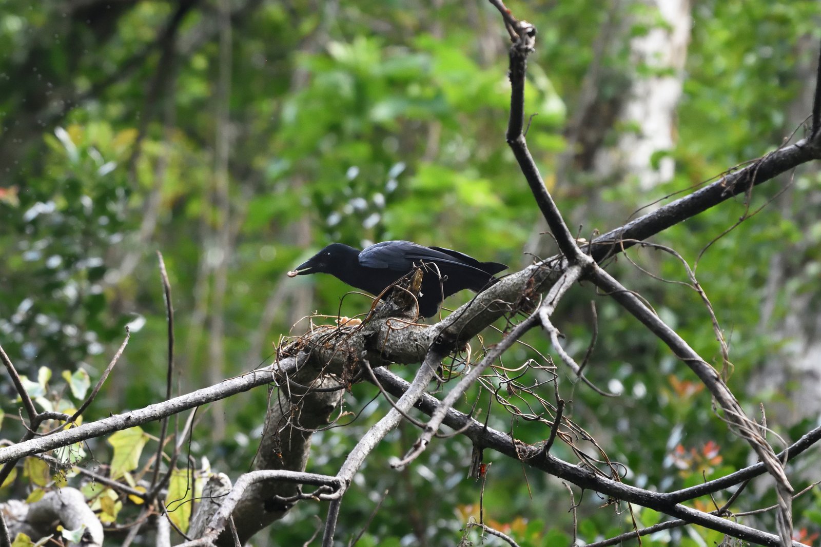 The New Caledonian Crow: Nature's Engineer (image credits: wikimedia)