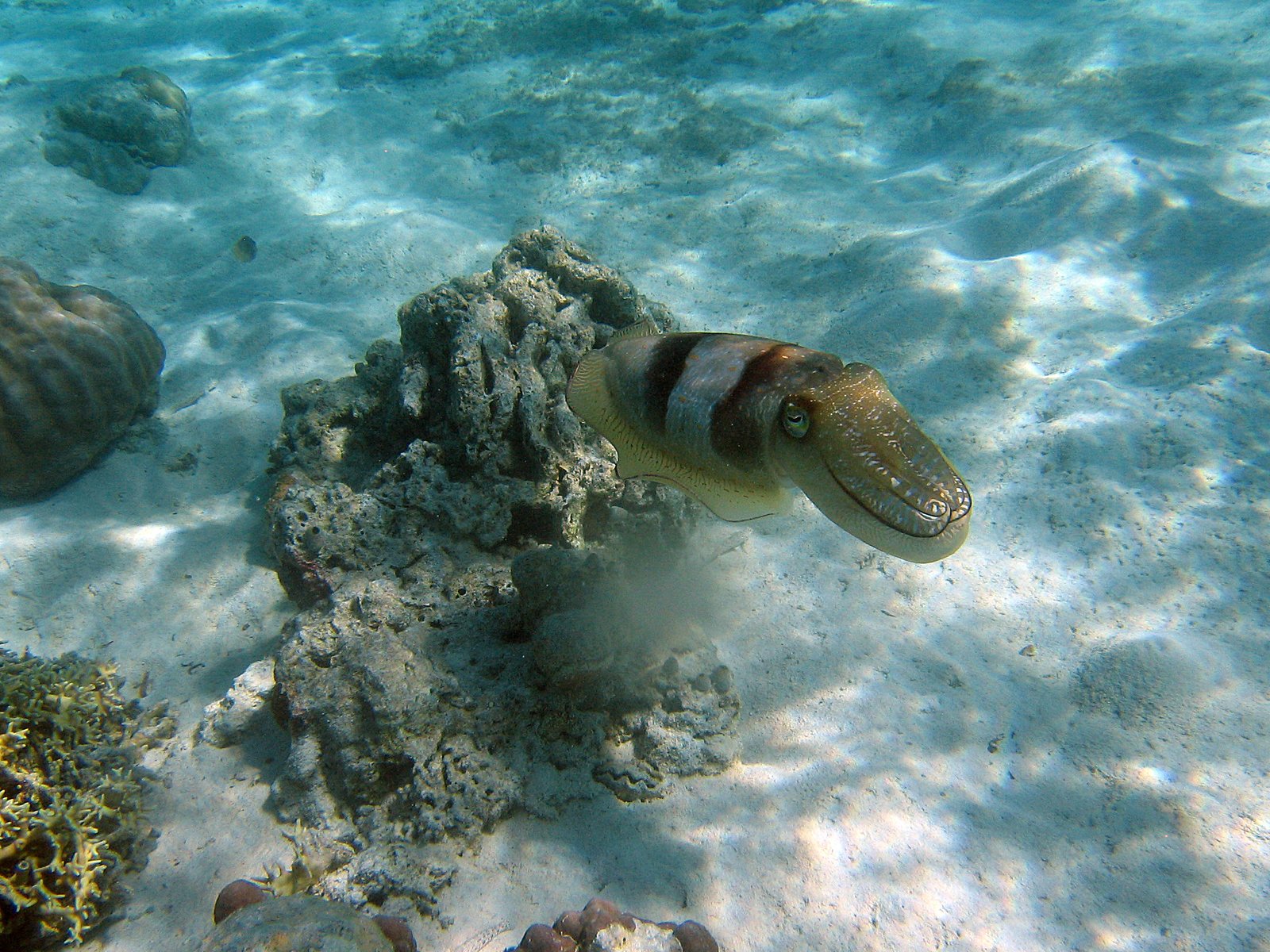 The Camouflage Mastery of the Cuttlefish (image credits: wikimedia)