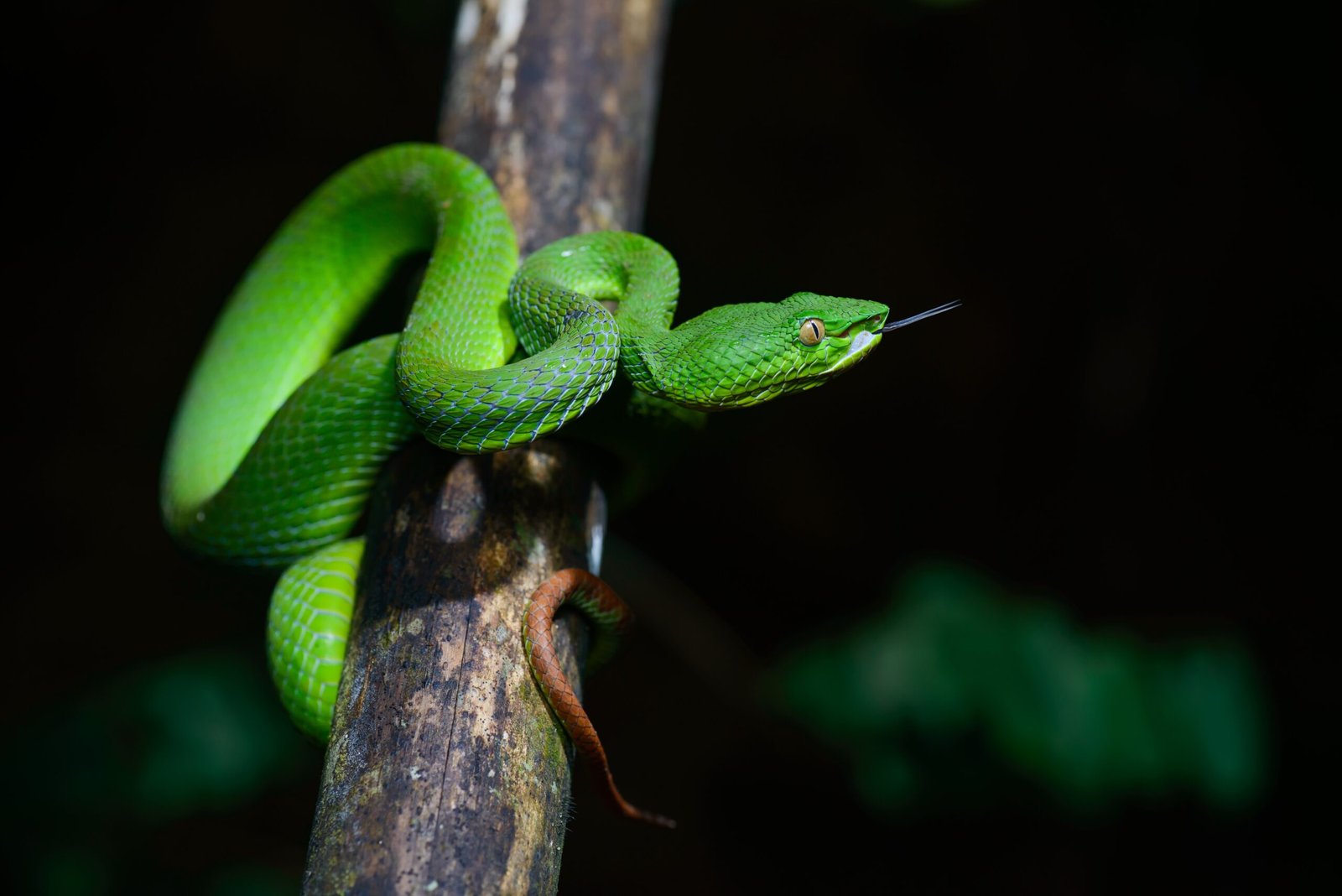 Heat Vision of the Pit Viper (image credits: wikimedia)