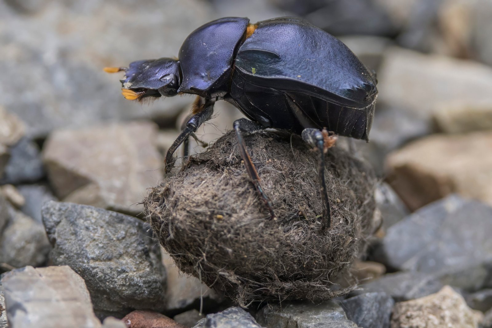 The Super Strength of Dung Beetles (image credits: wikimedia)