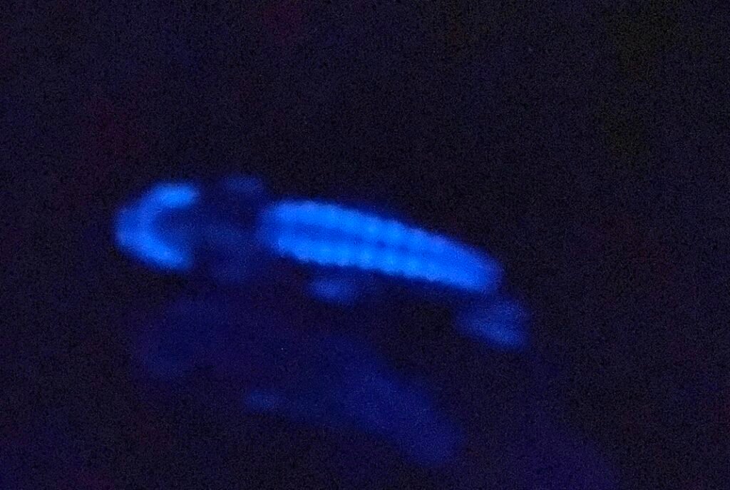 Bioluminescence of Deep-Sea Creatures
