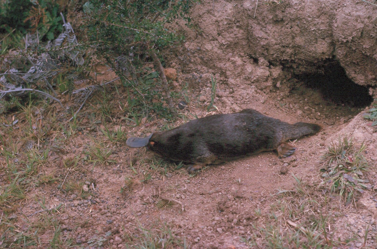 The Venomous Arsenal of the Platypus (image credits: wikimedia)