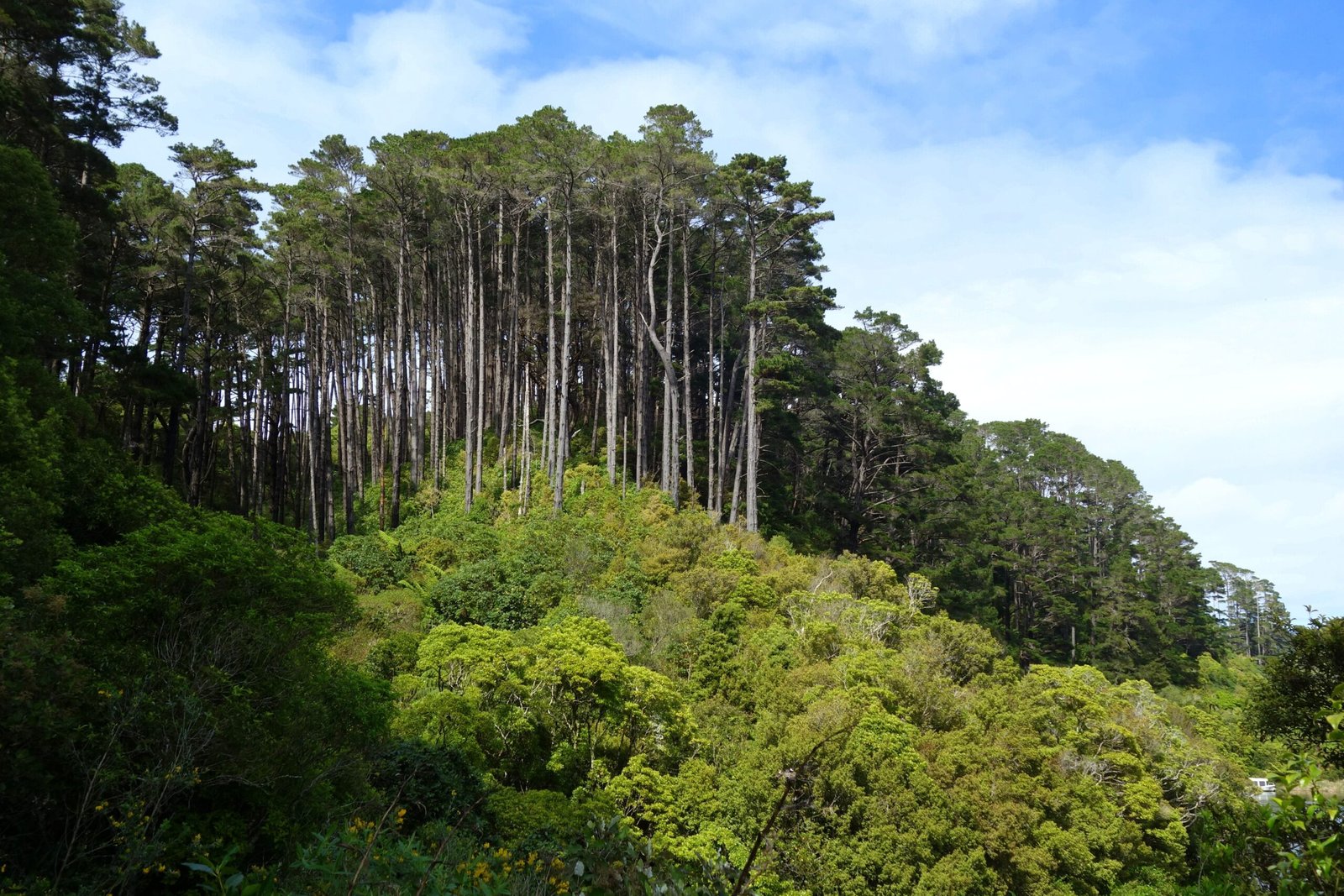 A Call to Protect Zealandia's Legacy (image credits: wikimedia)