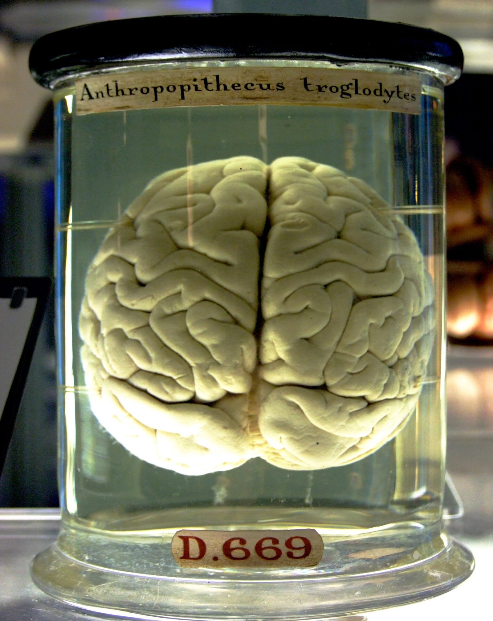 Ethical Considerations and Challenges (image credits: wikimedia)