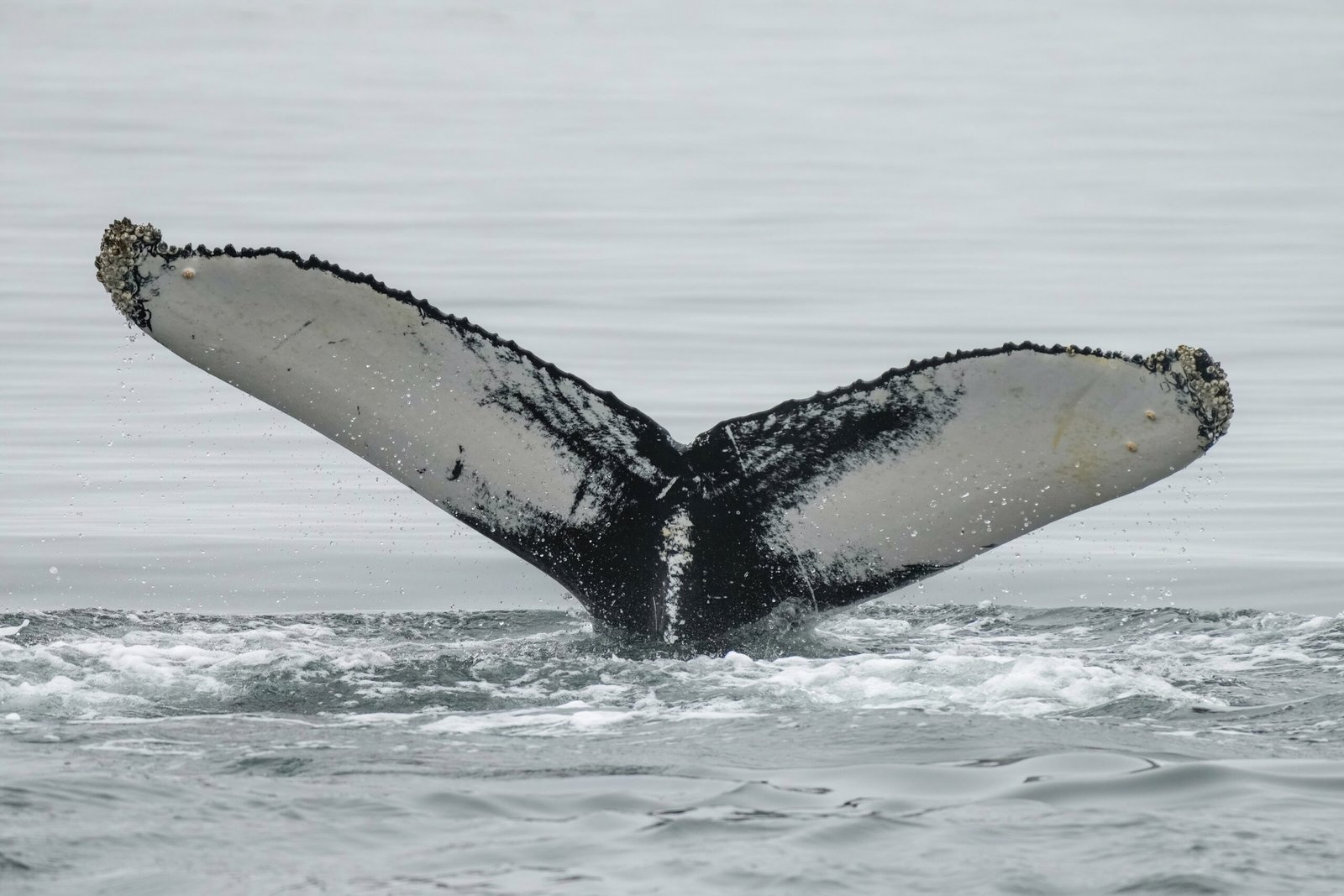 The Whale Pump: A Cycle of Life (image credits: wikimedia)