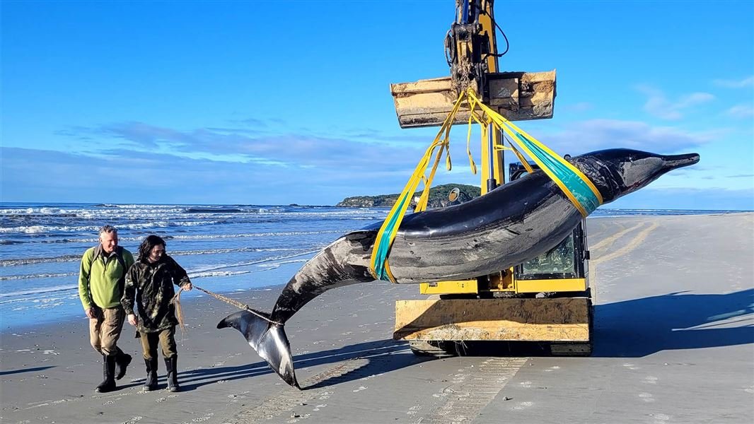 Whale Conservation: A Climate Solution (image credits: wikimedia)