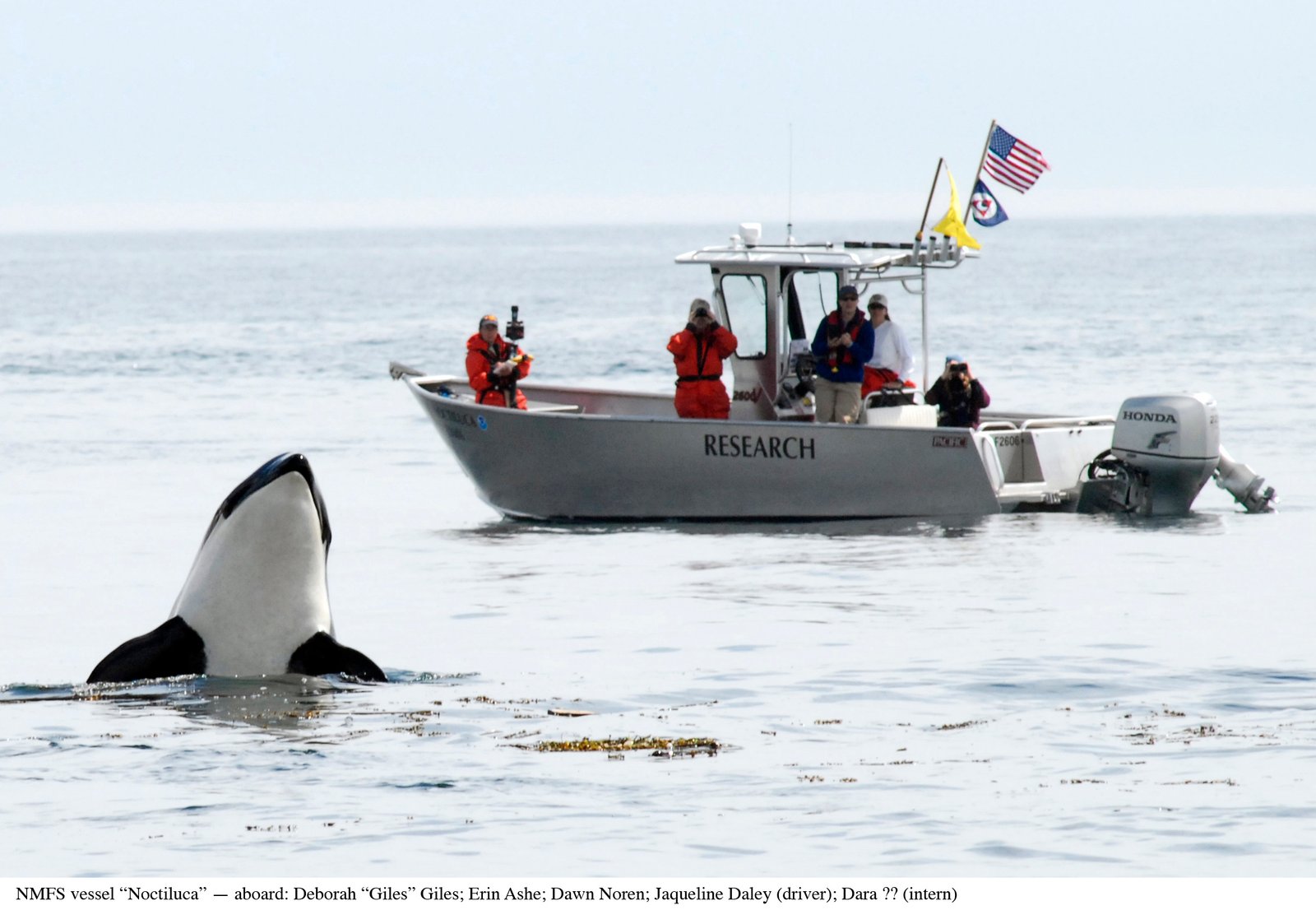 Human Impact on Whale Populations (image credits: wikimedia)