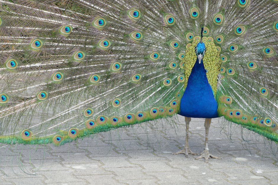 The Role of Sexual Selection (image credits: pexels)