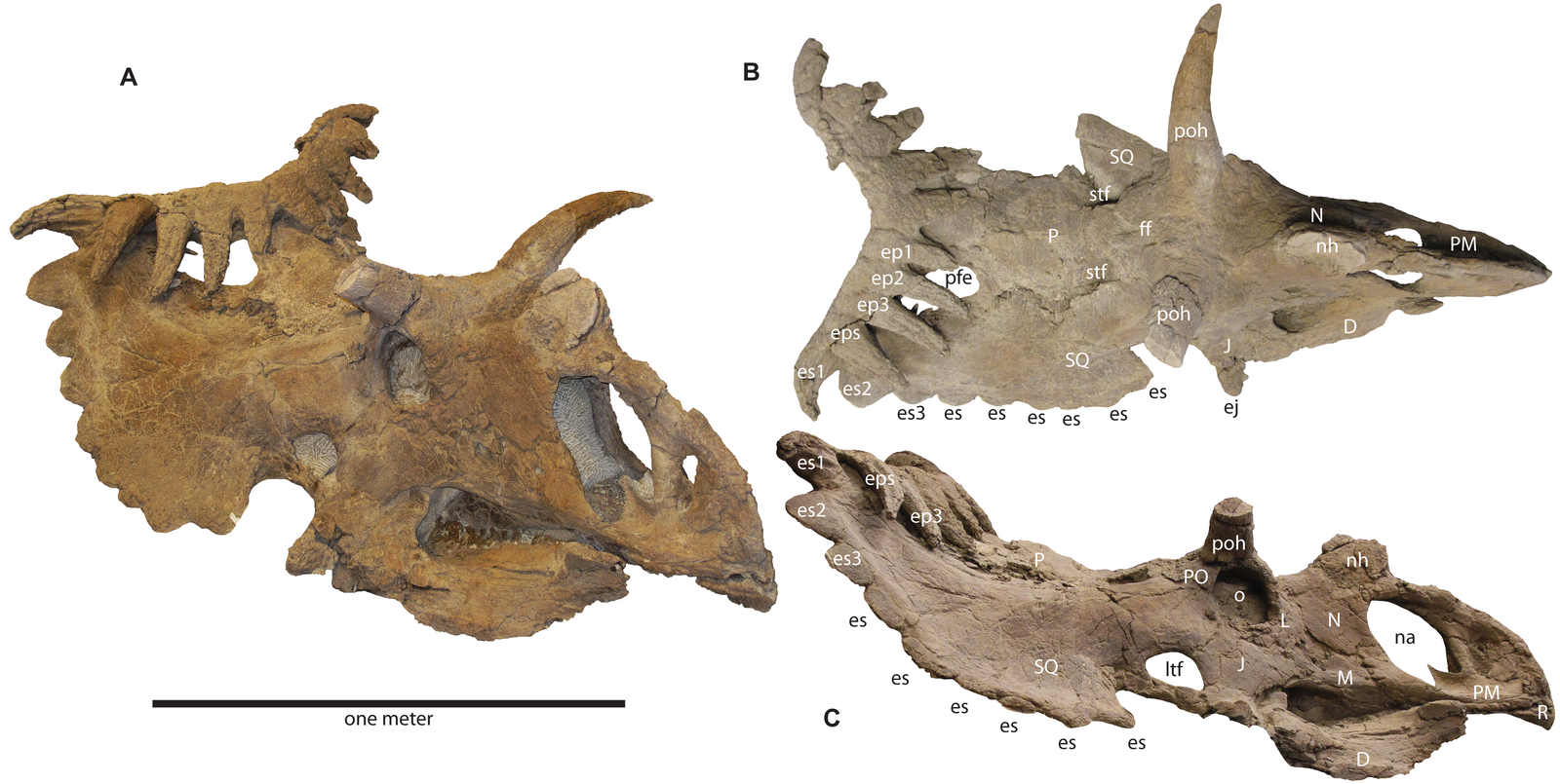 The Horned Mystery of Kosmoceratops (image credits: wikimedia)
