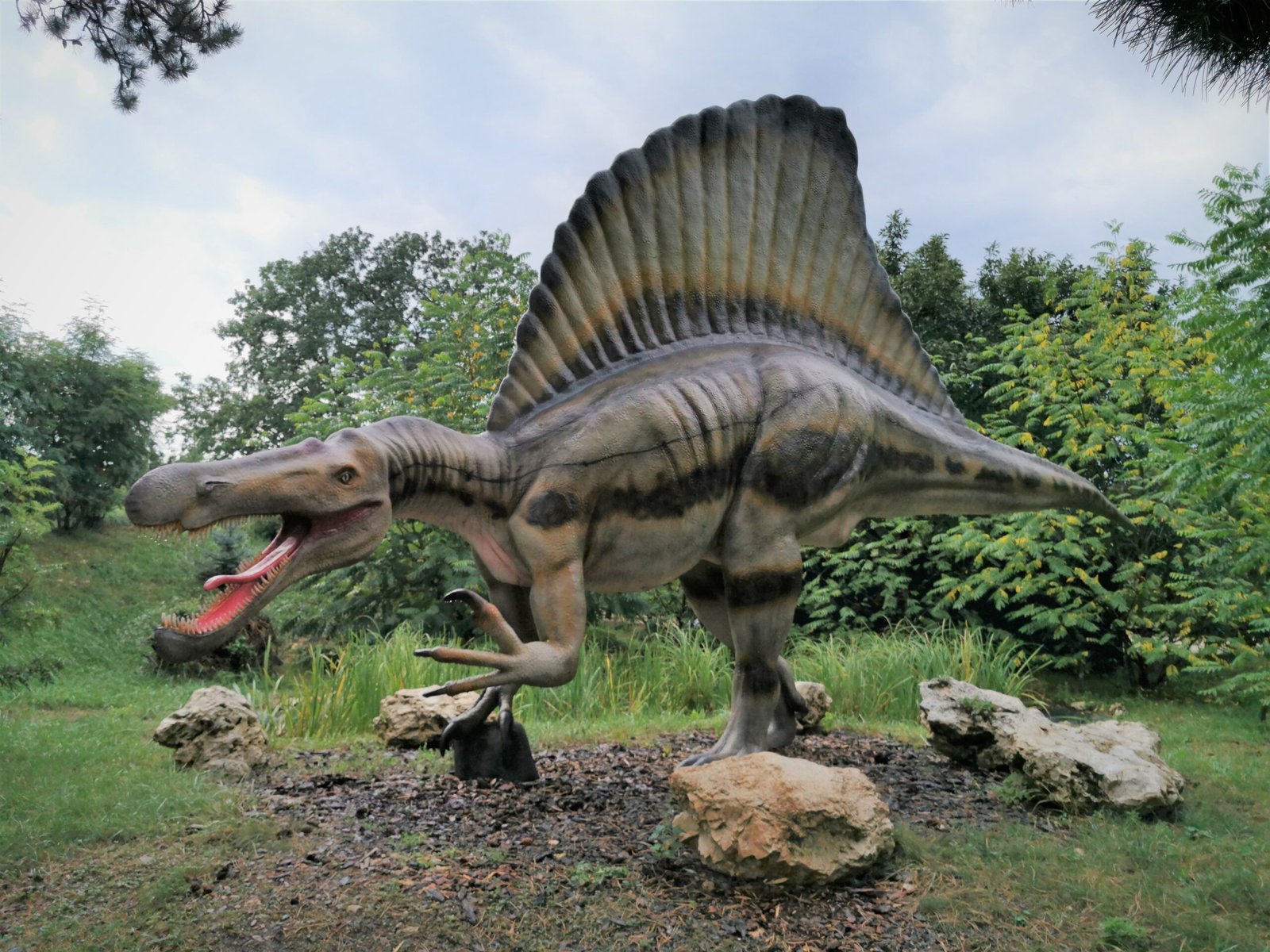 The Sail-Backed Spinosaurus (image credits: wikimedia)