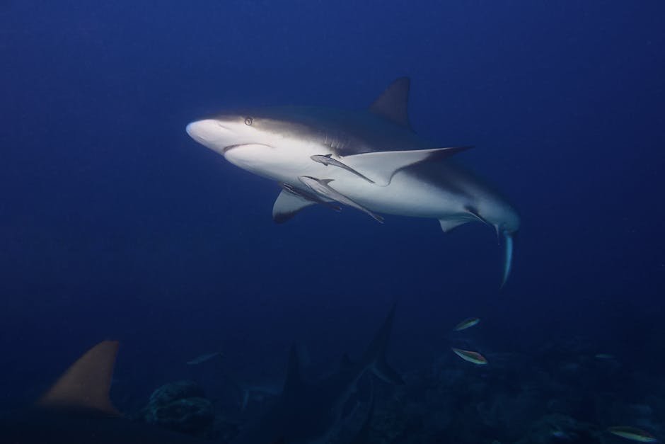 The Role of Ghost Sharks in the Ecosystem (image credits: pexels)