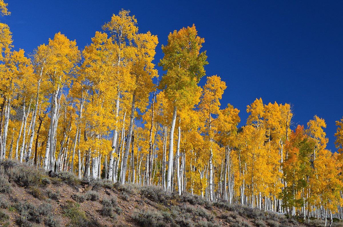 The Enigmatic Pando: A Forest of One (image credits: wikimedia)