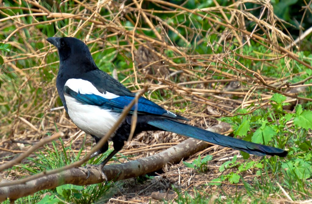 The Fascination with Longevity