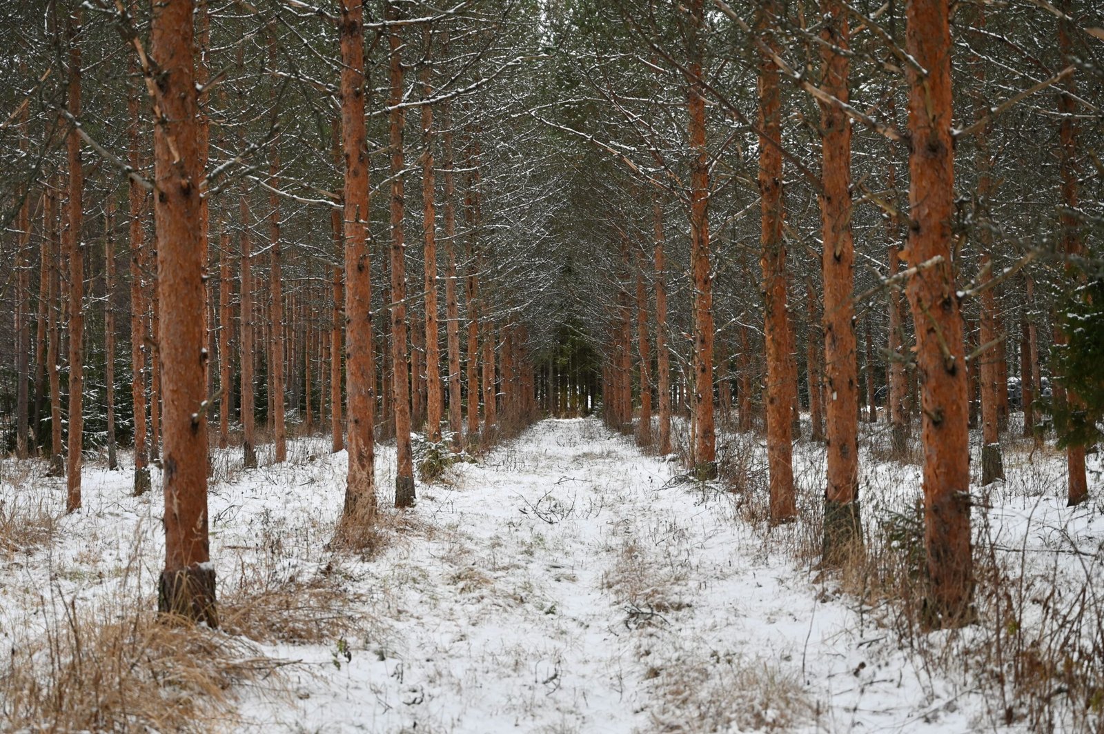 A Call to Action (image credits: wikimedia)