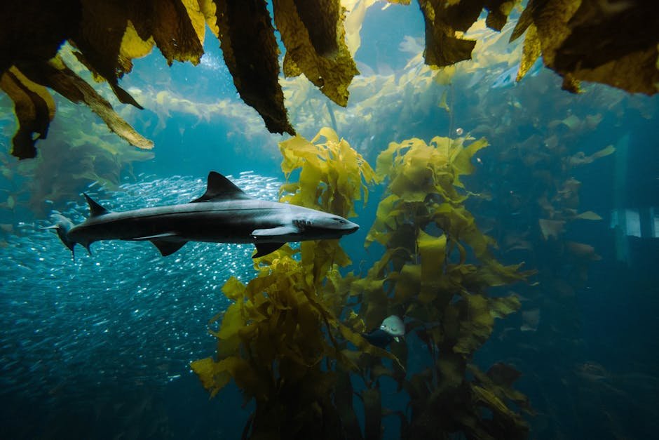 The Majesty of Giant Kelp (image credits: pexels)