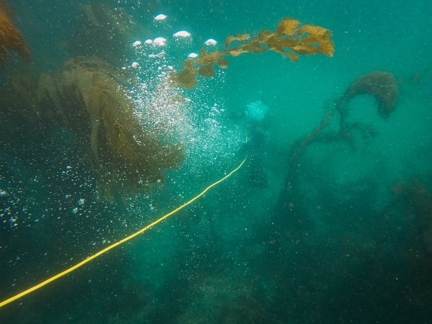 A Sanctuary for Marine Life (image credits: pexels)